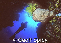 looking up a wall in Bunaken National Park by Geoff Spiby 